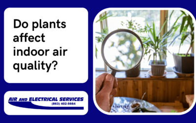 Do plants affect indoor air quality?