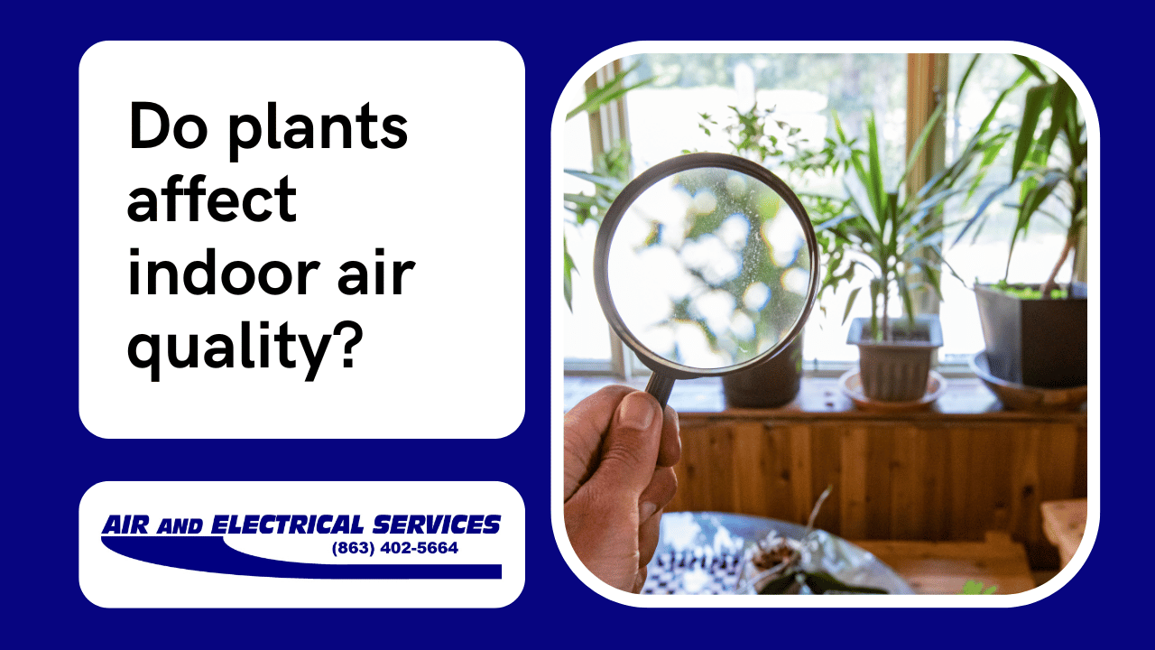 Plants and Indoor Air Quality
